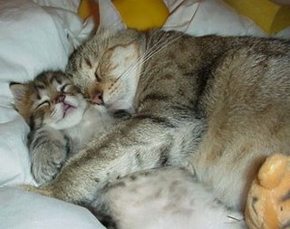 Котки Котки